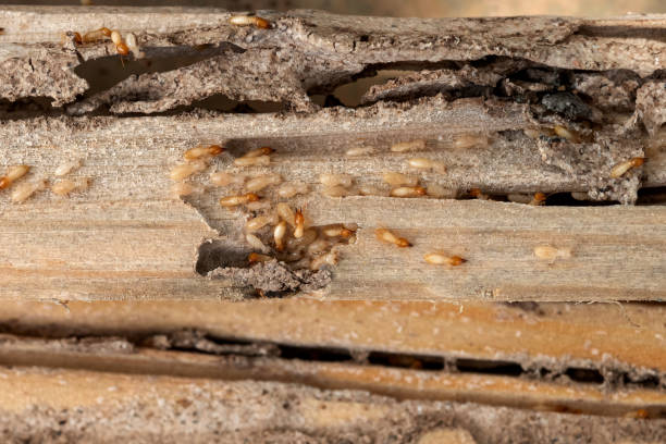 Best Flea Control Services  in Stratford Downtown, CT